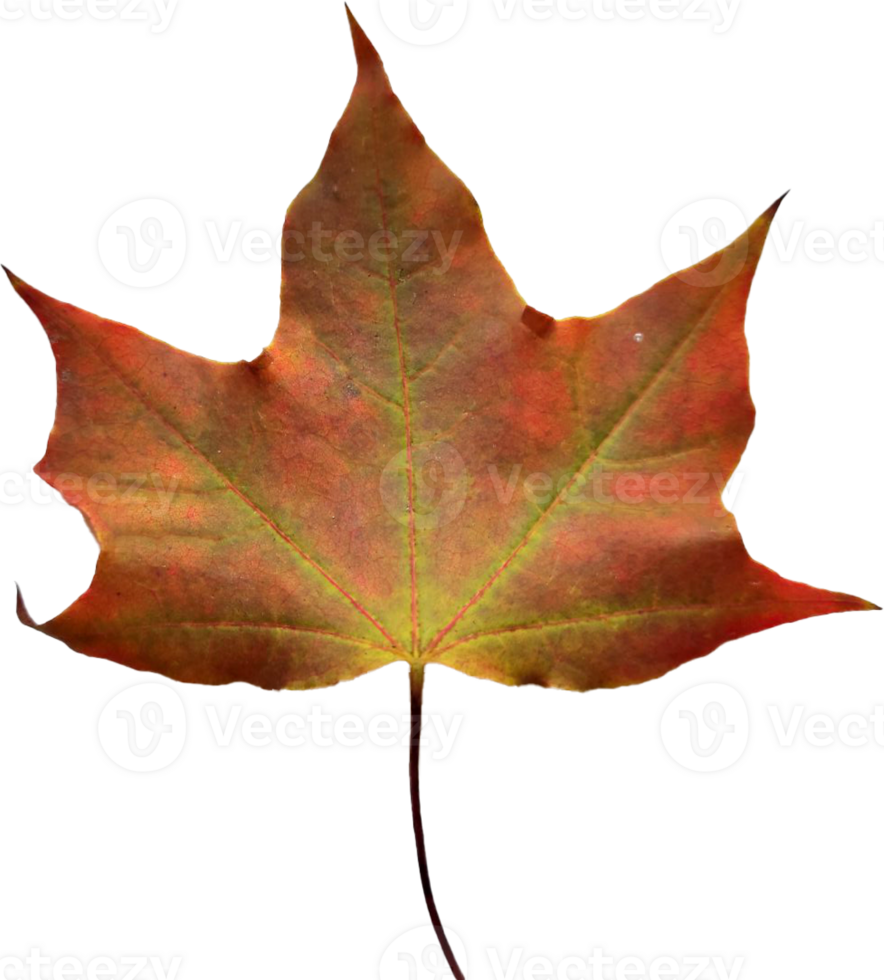Autumn maple leaf. png