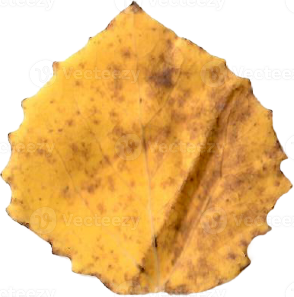 Autumn aspen leaf. png