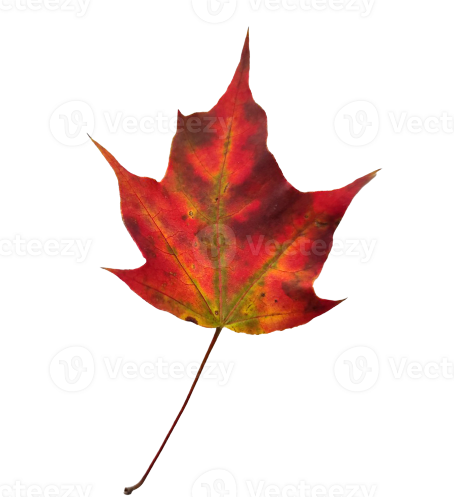 Autumn maple leaf. png