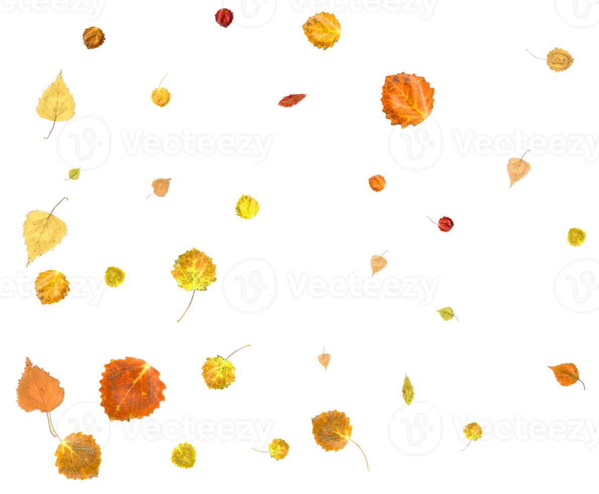 Colorful autumn texture from falling leaves. png