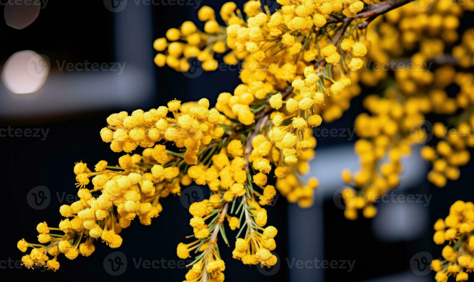 AI generated Branch of mimosa tree with yellow flowers. Shallow depth of field. photo