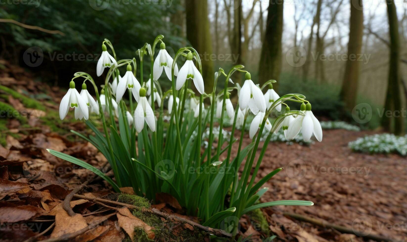 ai generado hermosa campanilla de febrero flores creciente en bosque, de cerca. temprano primavera. selectivo enfocar, bokeh ligero foto