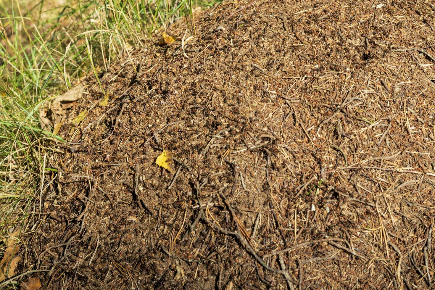 Close up shot of the anthill. Nature photo