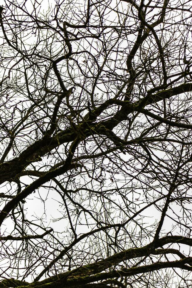 cerca arriba Disparo de el arboles en el bosque. naturaleza foto