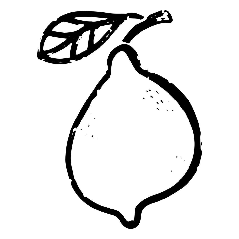 a black and white drawing of a lemon vector