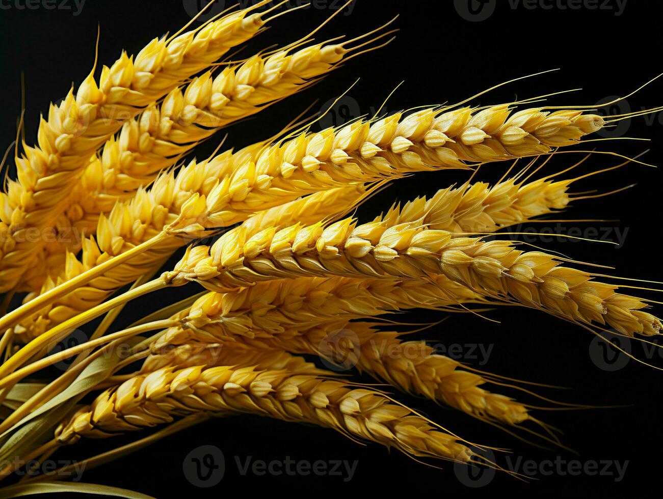 AI generated Yellow Wheat Ears Isolated on Black Background. Wheat Grains. Generative AI photo