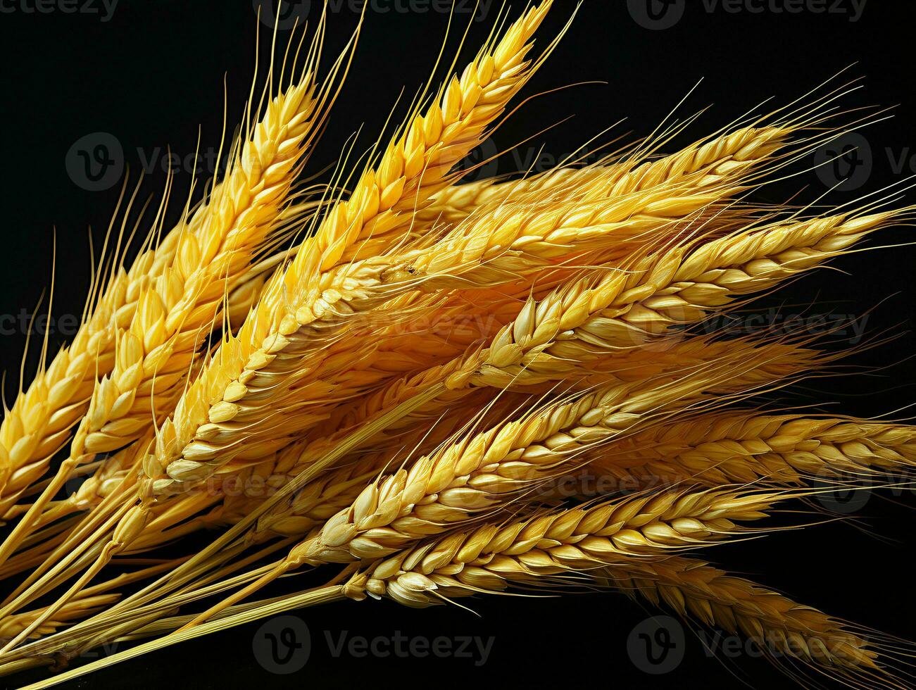 AI generated Yellow Wheat Ears Isolated on Black Background. Wheat Grains. Generative AI photo
