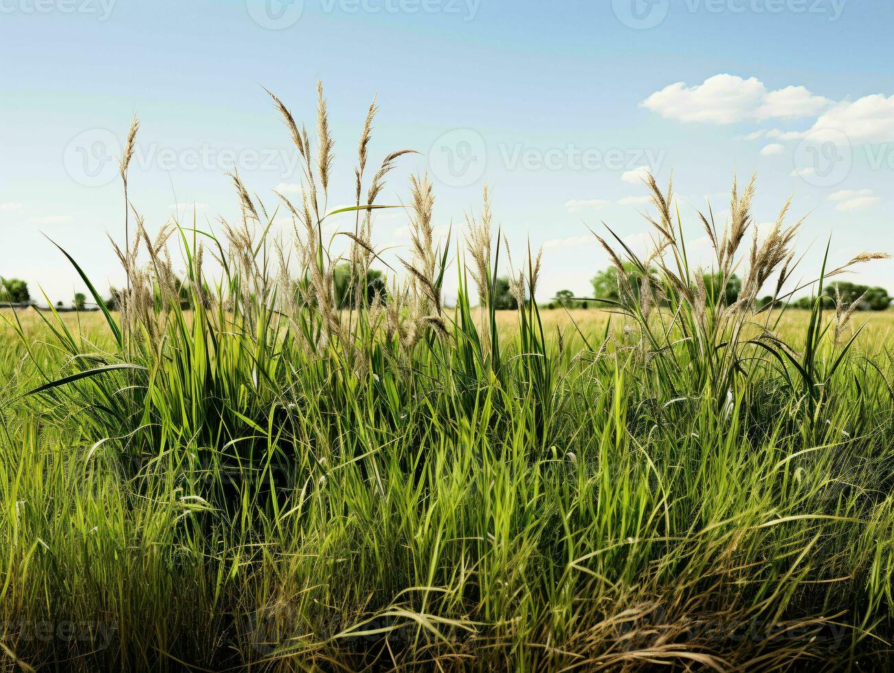 AI generated Prairies Grasses with Blue Sky View. Grass on Wild Field. Generative AI photo