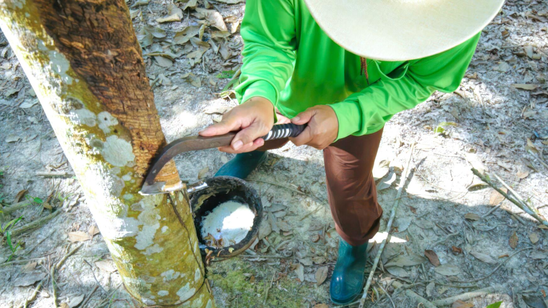 Asian rubber farmer harvesting  from in rubber plantation. photo