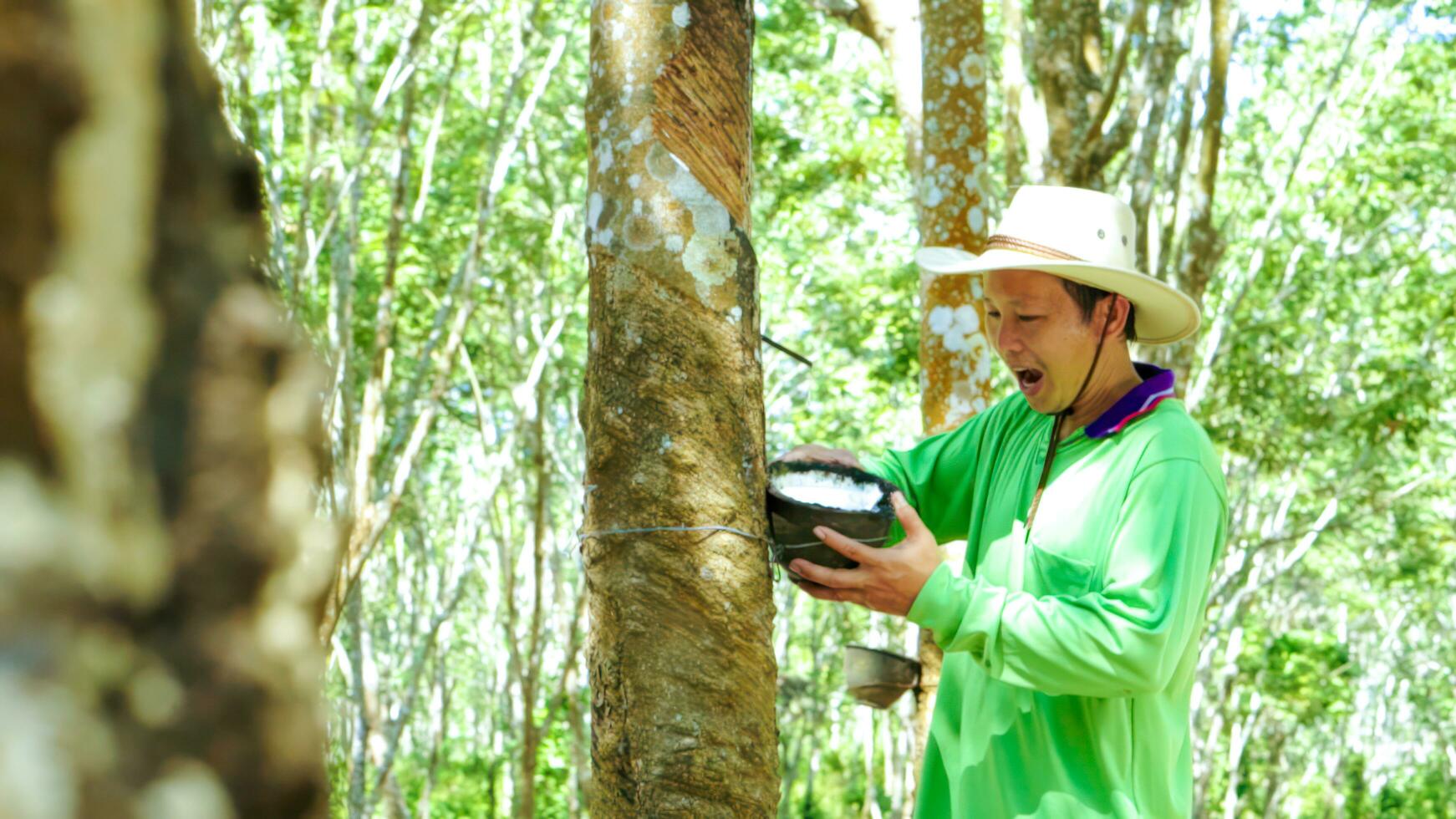 Happy rubber plantation workers look rubber trees. Harvesting  from in rubber plantation . photo