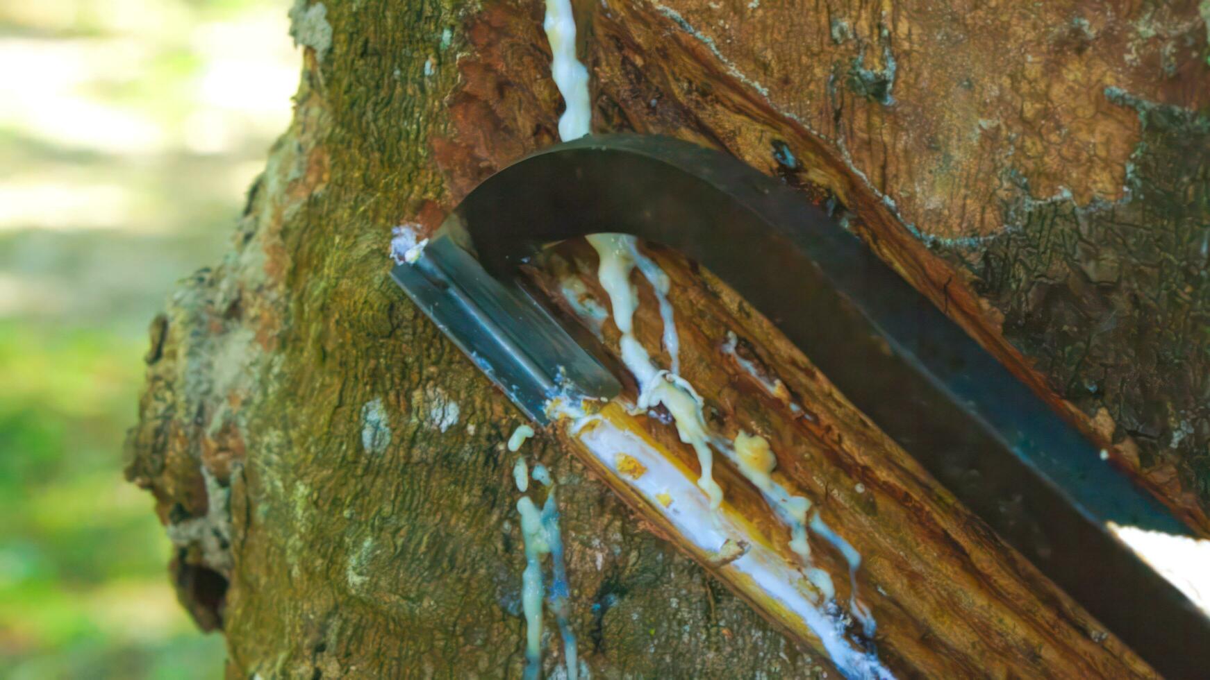 Close up hand asian rubber farmer harvesting  from in rubber plantation. photo