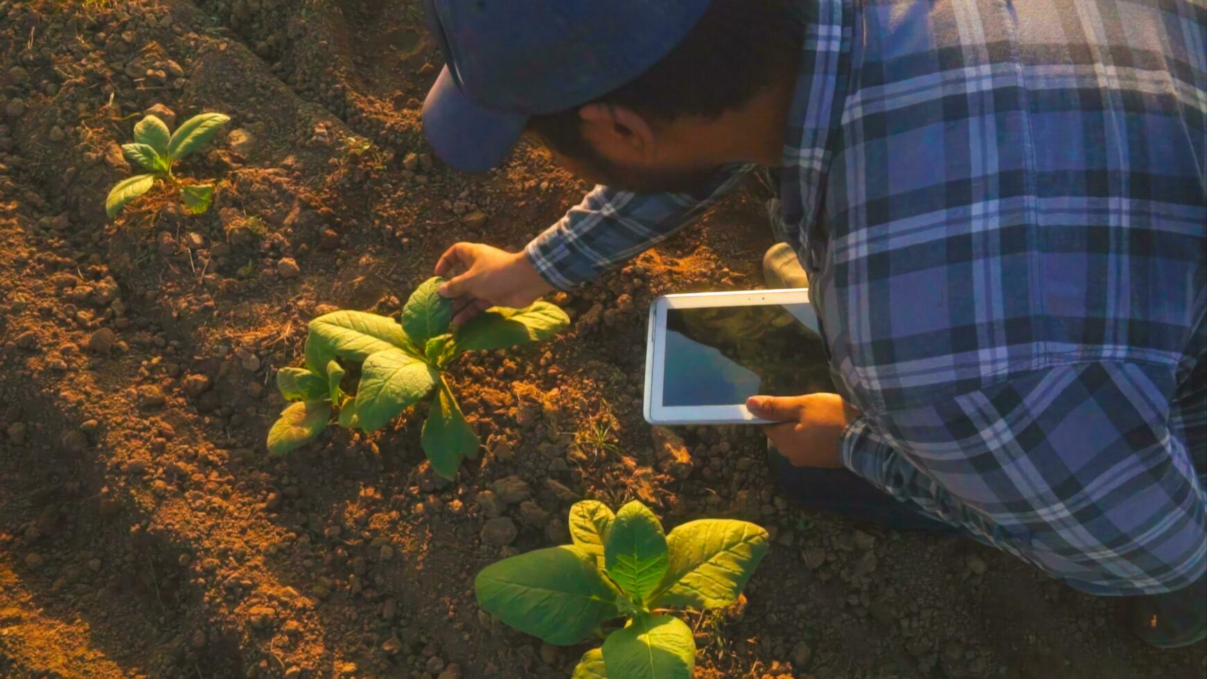 asiático joven agricultores y tabaco agricultor utilizar el núcleo datos red en el Internet desde el tableta a validar, prueba en un tabaco campo. foto