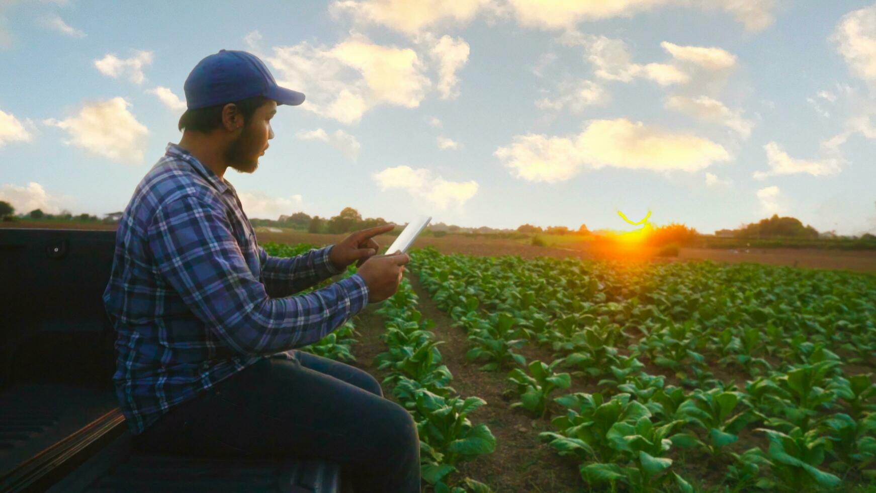 asiático joven agricultores y tabaco agricultor utilizar el núcleo datos red en el Internet desde el tableta a validar, prueba en un tabaco campo. foto