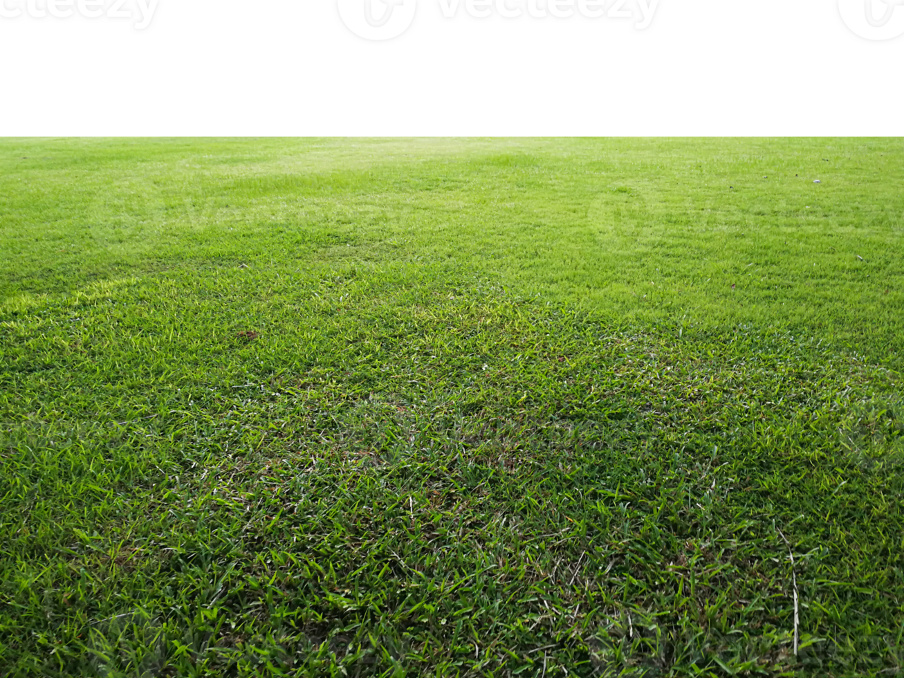 vert herbe isolé sur transparent Contexte png