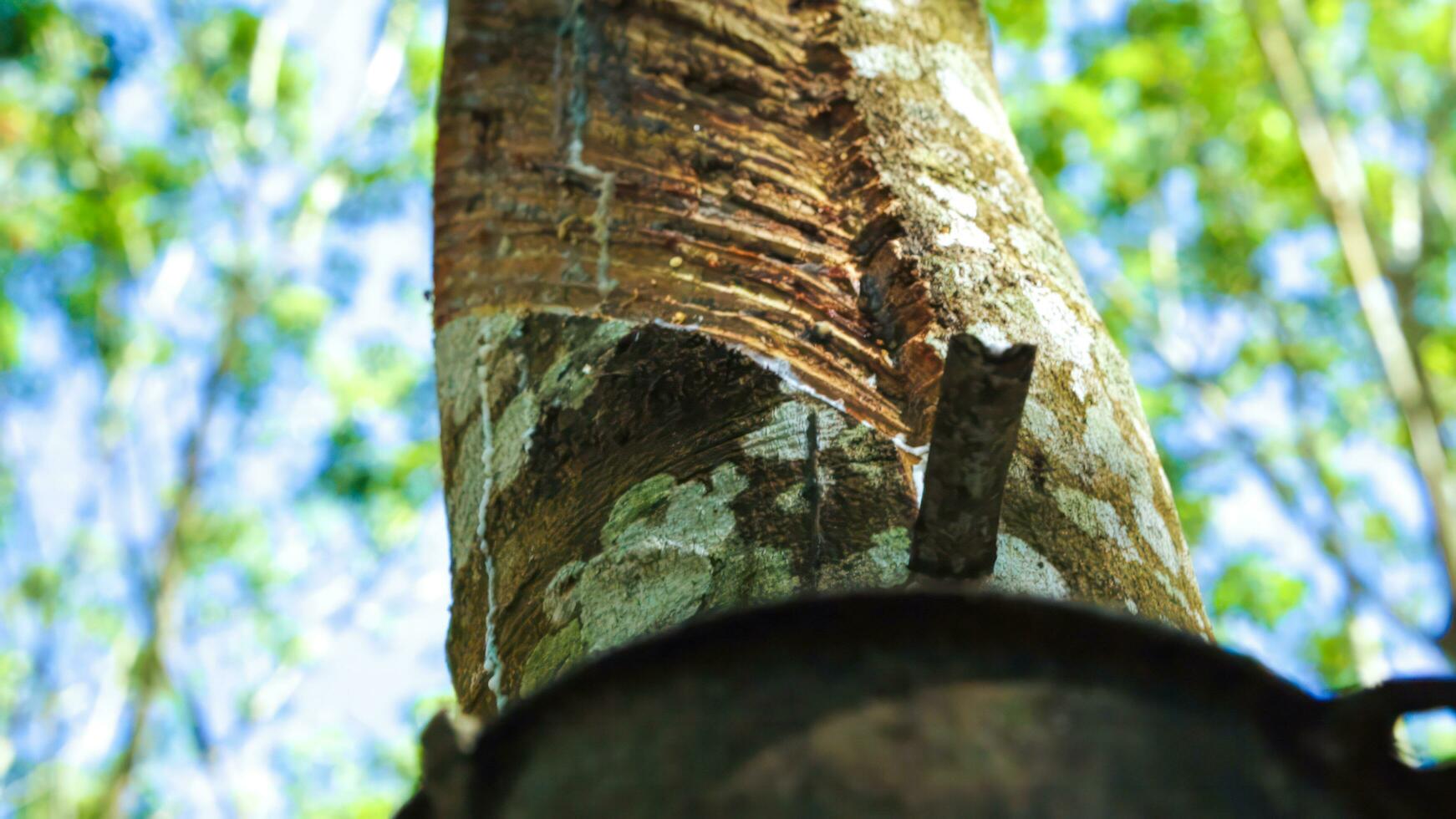 caucho látex es goteante a caucho envase desde caucho árbol, cosecha desde en caucho plantación concepto. foto