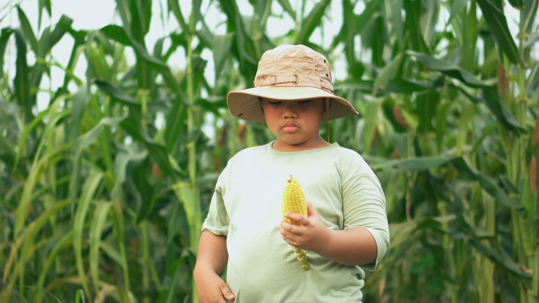 asiático niño comiendo Fresco maíz a maíz jardín. foto