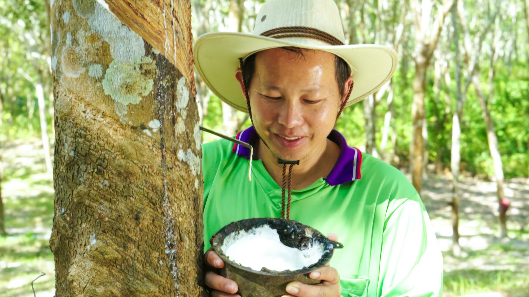 Happy rubber plantation workers look rubber trees. Harvesting  from in rubber plantation. photo