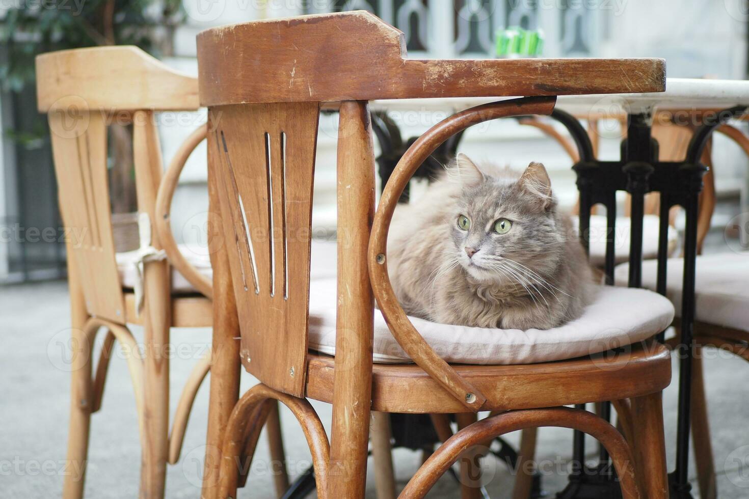 gris color gato sentado en un silla a Estanbul café calle foto