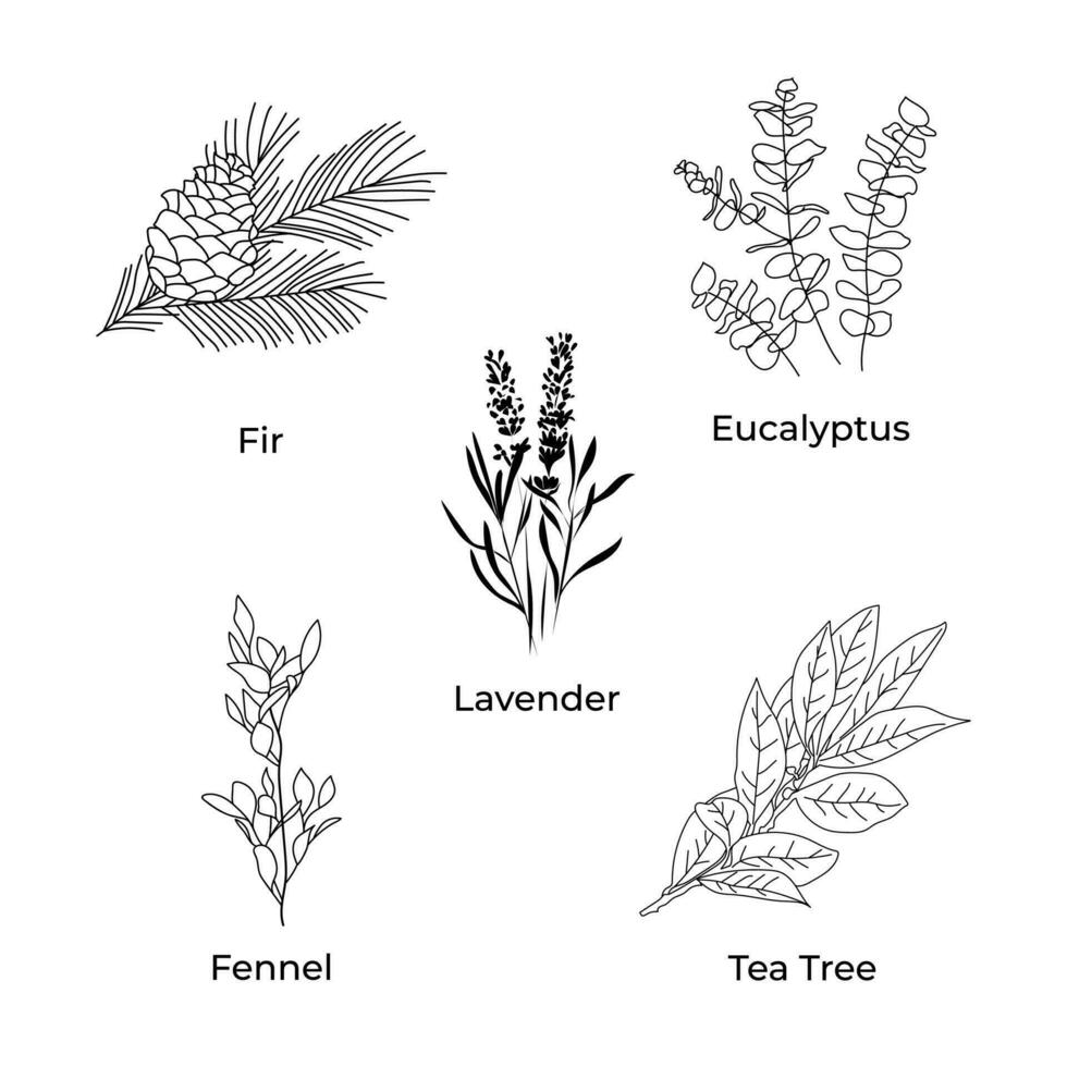 herbs , aromatic oils from herbs in a line. Icons of lavender, eucalyptus, fir, tea tree, fennel vector