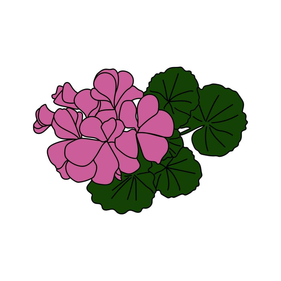 Geranium twig, pink geranium flower. geranium in the vector. houseplant pelagronium vector