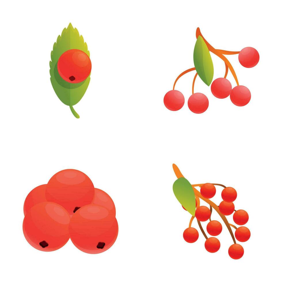 Viburnum icons set cartoon vector. Red ripe viburnum bunch vector