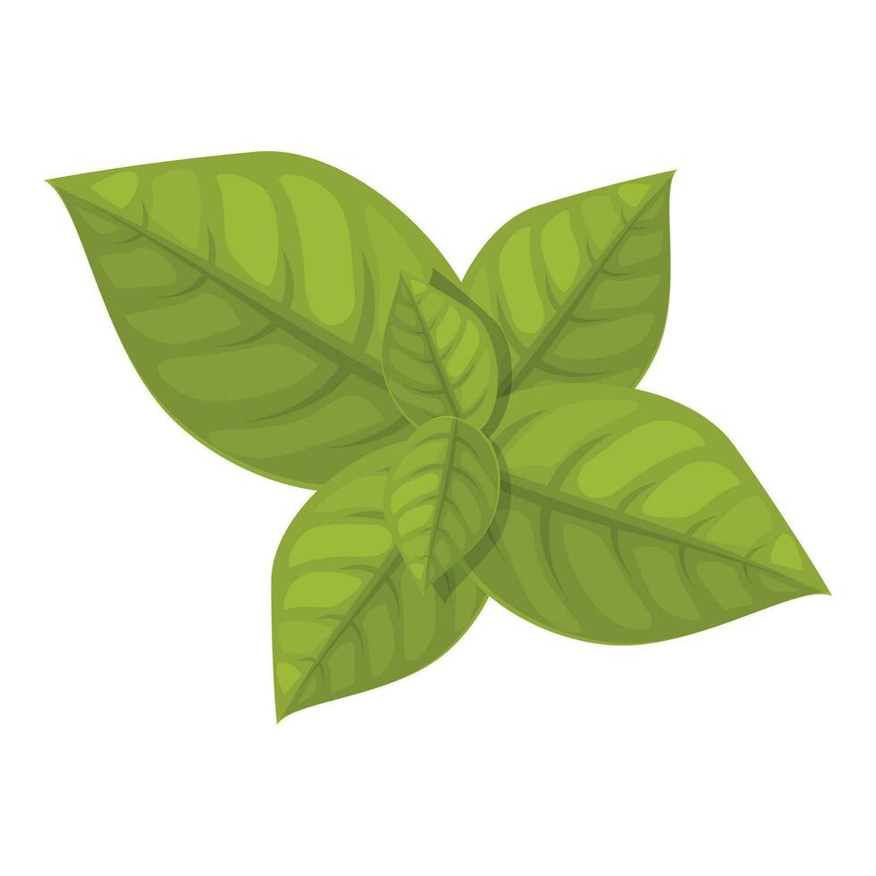 Pesto leaf plant icon cartoon vector. Olive garlic vector