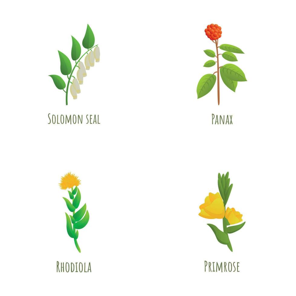 Medicinal plant icons set cartoon vector. Solomon seal panax rhodiola primrose vector