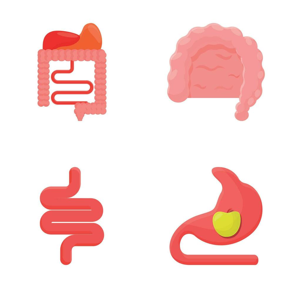 Digestion concept icons set cartoon vector. Human digestive system anatomy vector