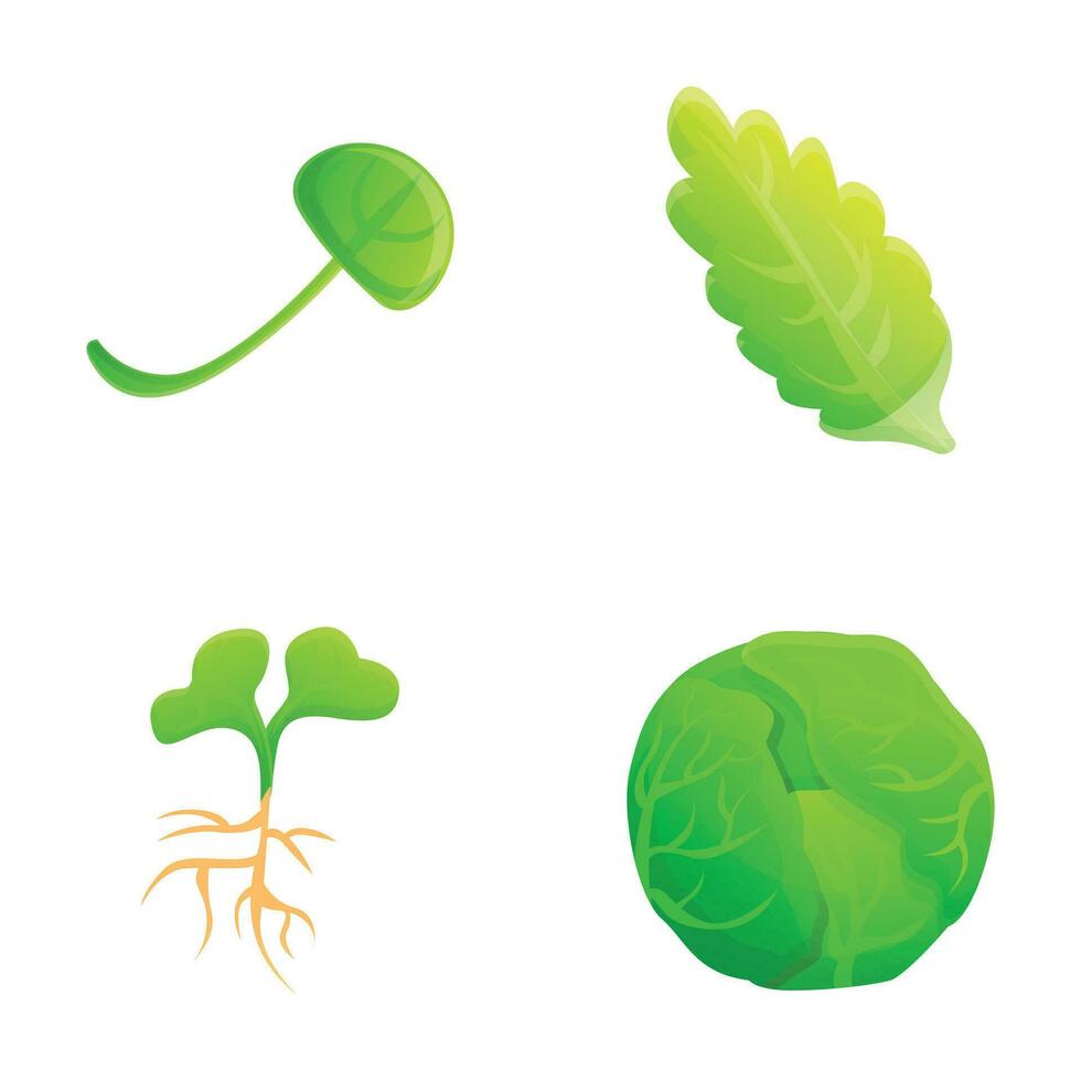 Fresh cabbage icons set cartoon vector. Fresh chinese and white cabbage vector