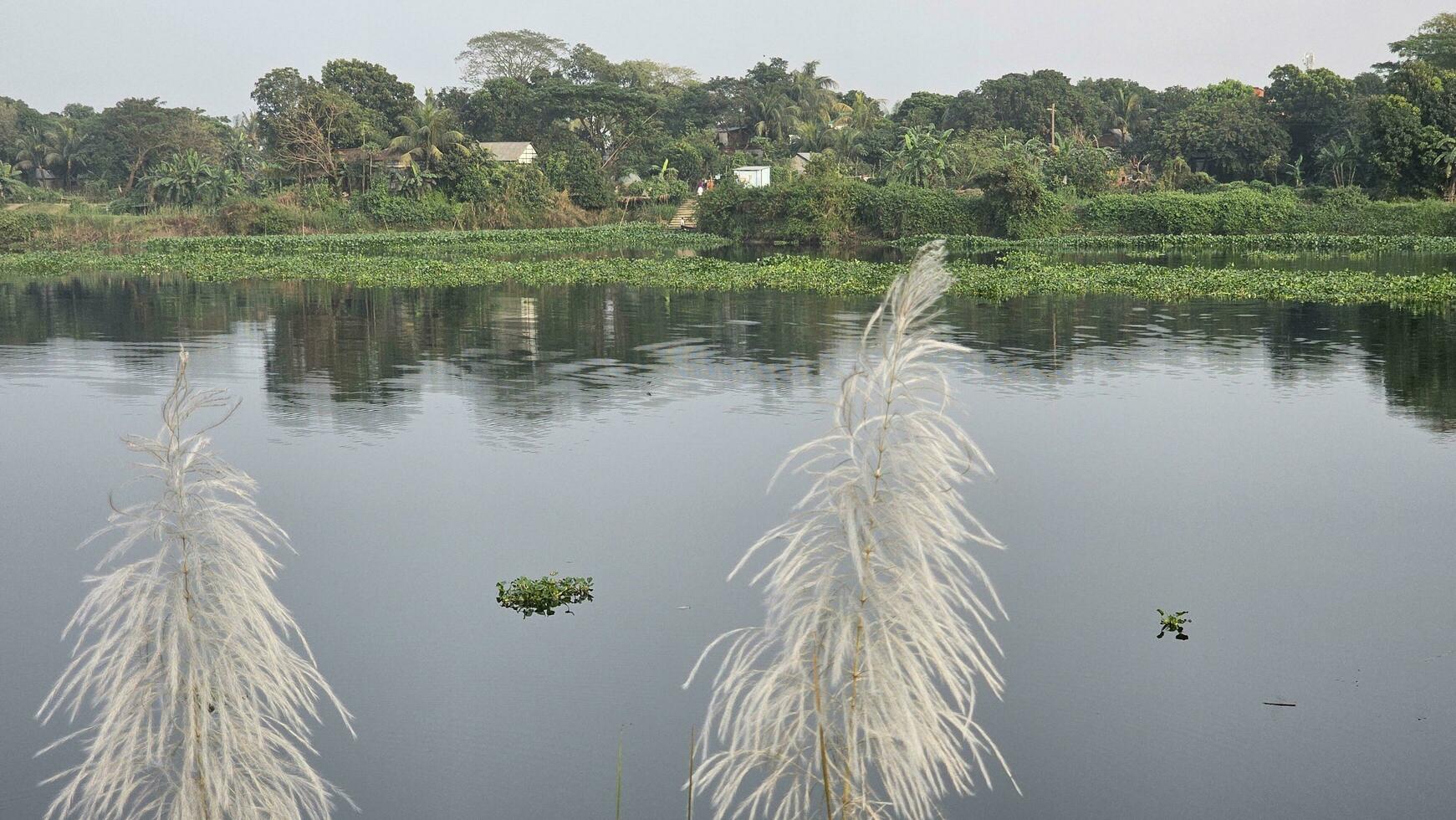 A river with tall grass and tall reeds. Close Up of tall grass at the riverside. and the natural green scenery at river side. photo