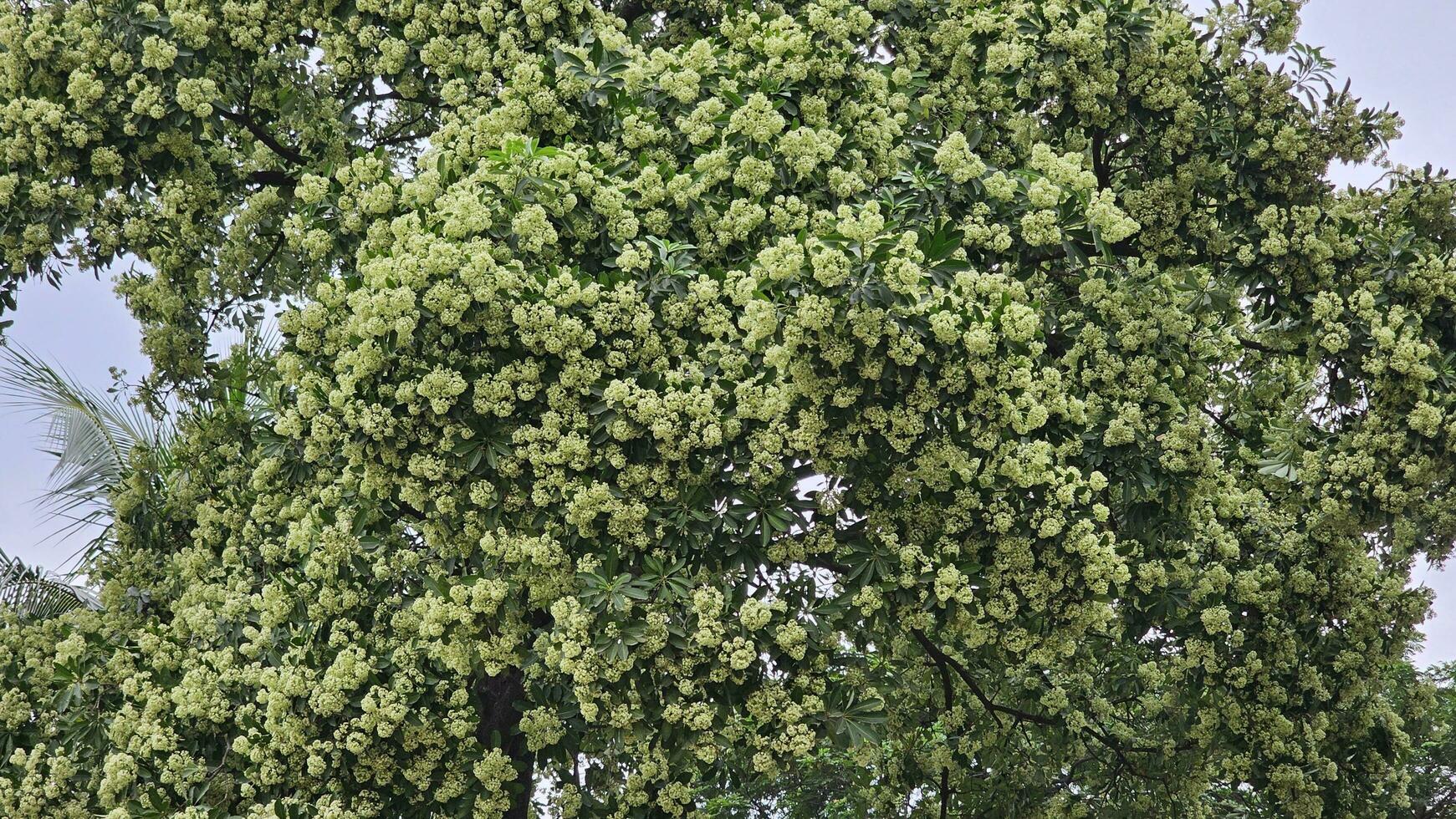 milkwood, or devil's tree. Flowers bloom on the tree. photo