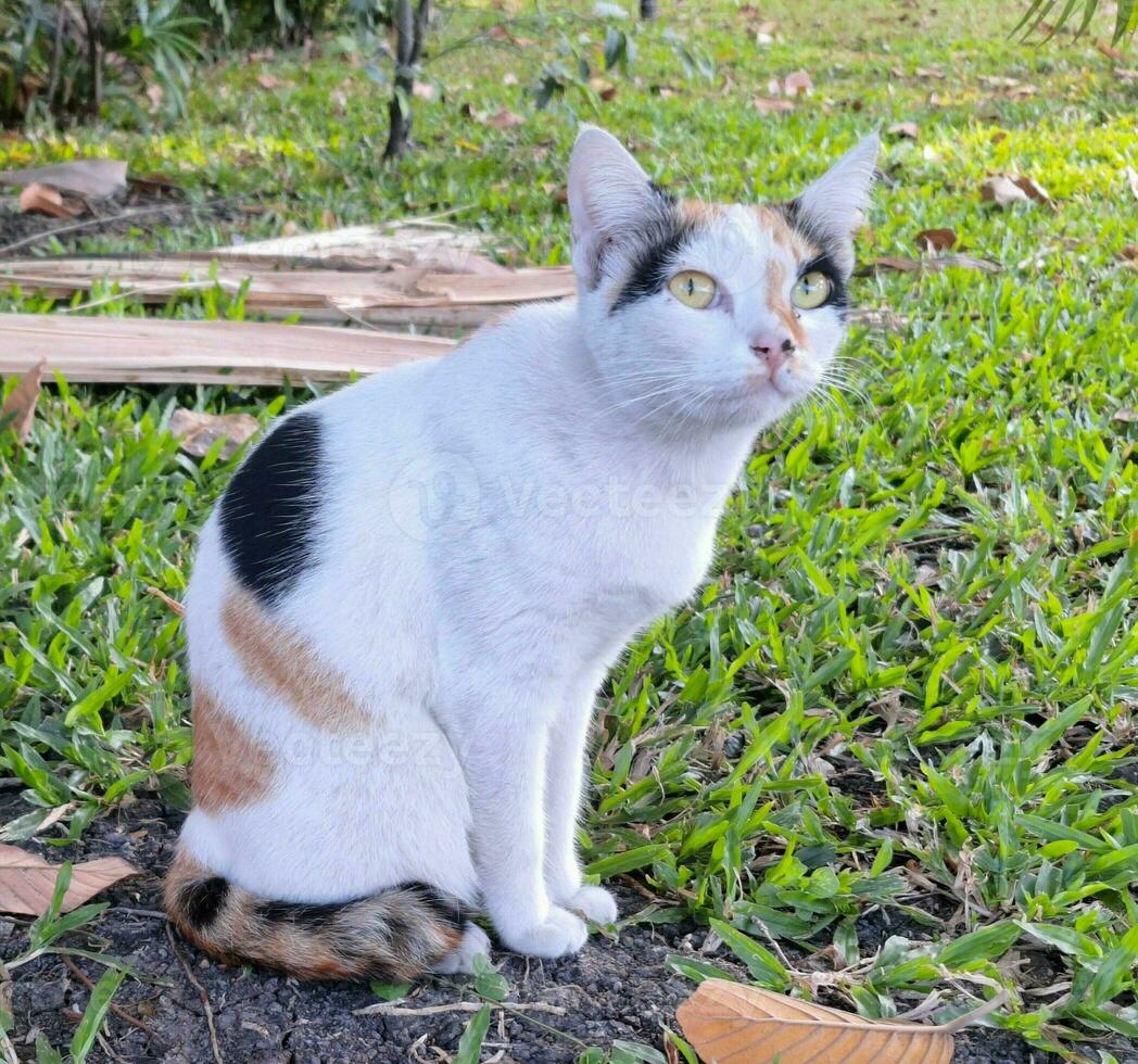 Picture of a tri-colored cat sitting in a park photo