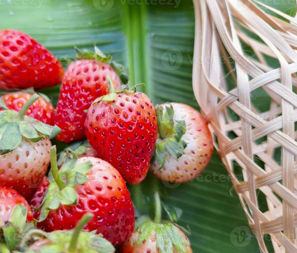 Image of strawberries placed on a banana leaf photo