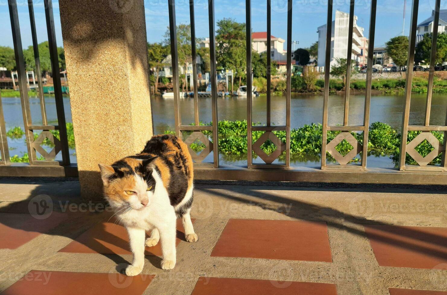 Picture of a 3-colored cat with a riverside scenery photo