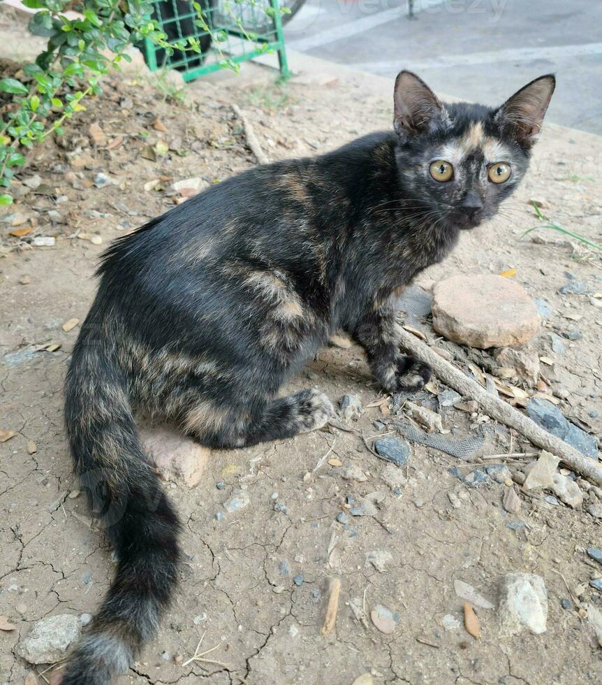 A picture of a black and brown cat is not pretty in a park. photo