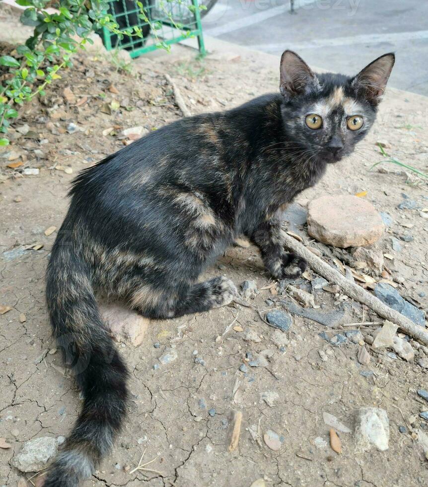 un imagen de un negro y marrón gato es no bonito en un parque. foto