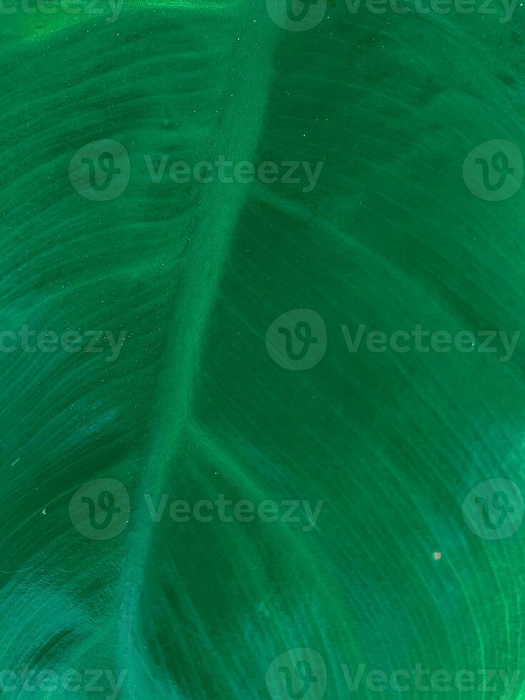 close up top view of green leaf abstract texture for background photo