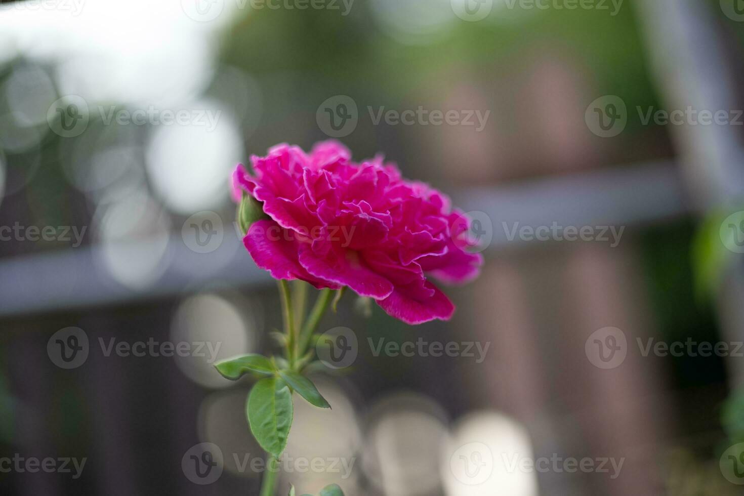 Shocking Pink Rose photo