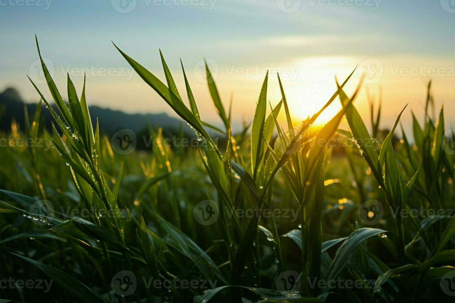 AI generated Morning fields Sunlight bathes the rice field in a sunrise glow photo