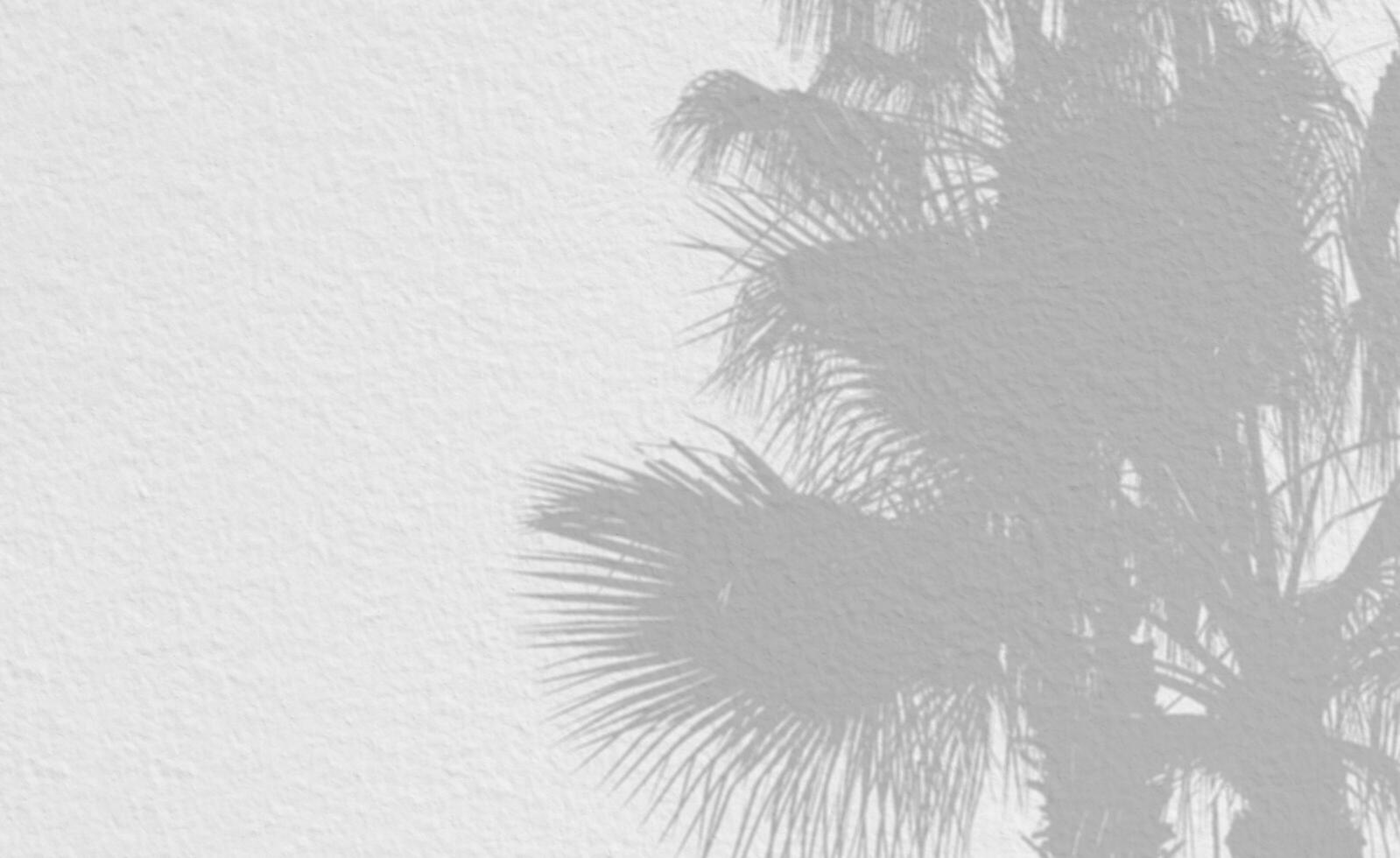 Shadow of palm leave on white concrete wall background with copy space,Empty Display Room Background with Coconut tree silhouette on Grey Wall Texture,Backdrop Cement Surface for Summer Cosmetic photo