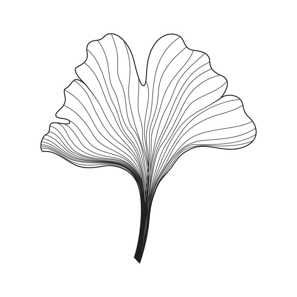 gingko biloba hoja vector