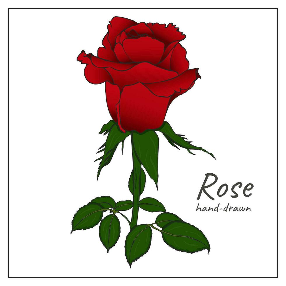 Beautiful red rose isolated on white. Hand-drawn colorful rose for design decoration, greeting cards and invitations. vector