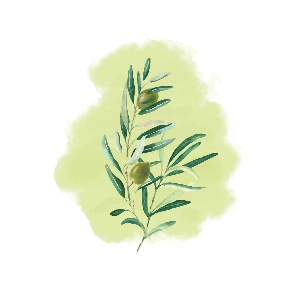 Olive branch bouquet with green olives isolated on watercolor splash background. Botanical illustration. vector