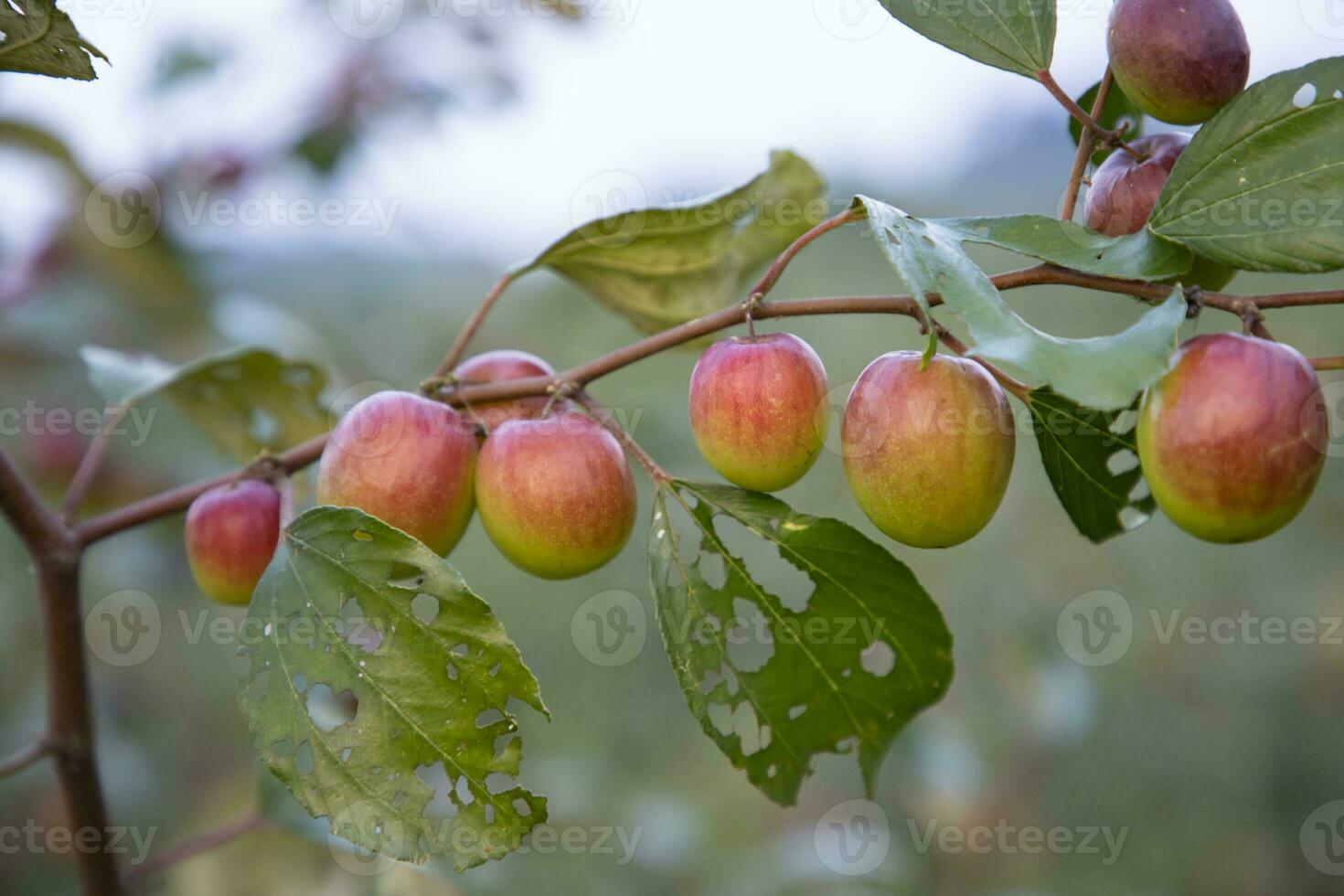 Red jujube fruits or apple kul boroi on a branch in the garden. Shallow depth of field photo