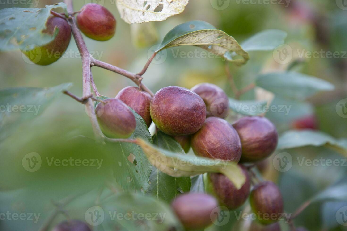 Red jujube fruits or apple kul boroi on a branch in the garden. Shallow depth of field photo