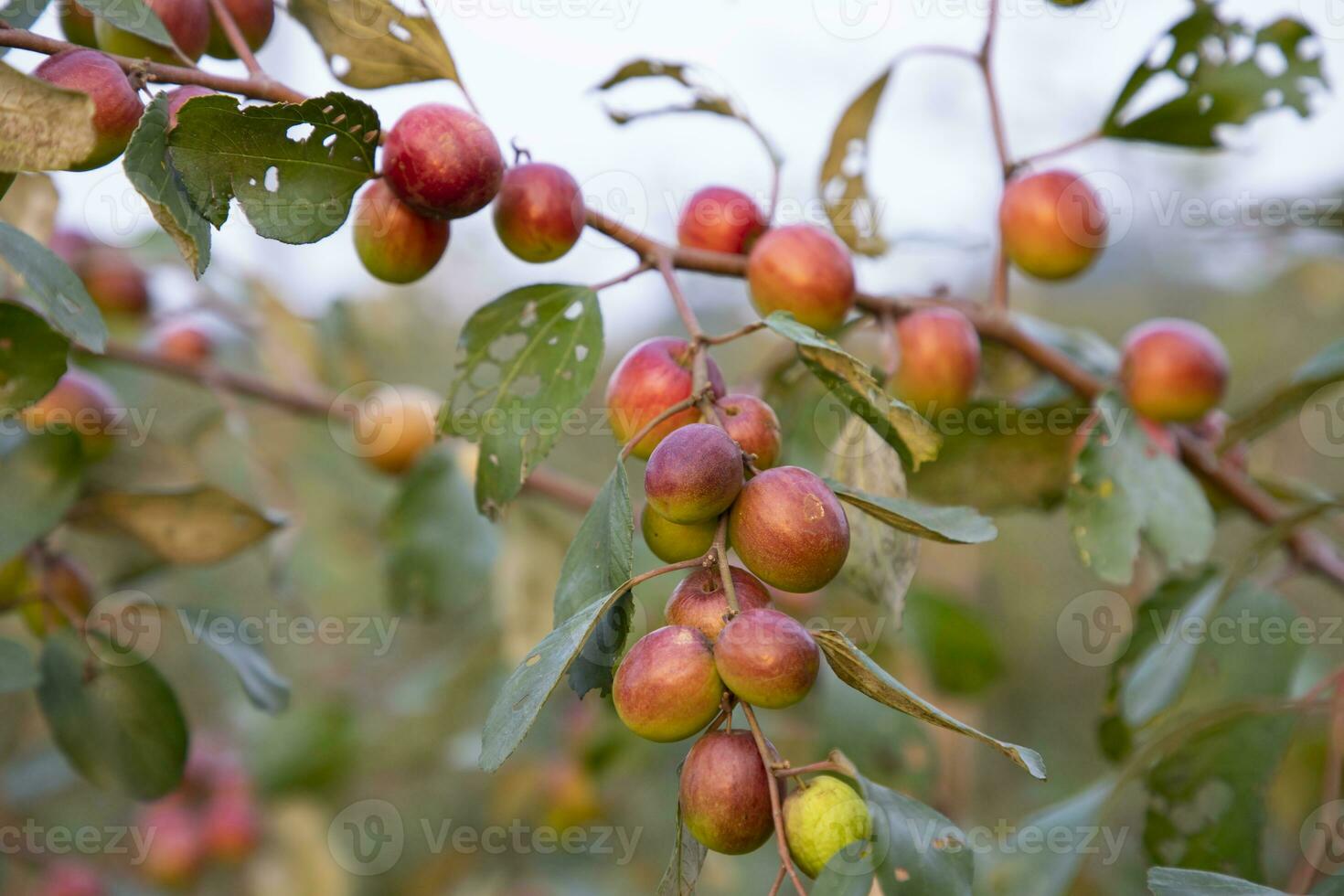 Fruta árbol con inmaduro rojo pastilla frutas o manzana kul boroi en el otoño jardín foto