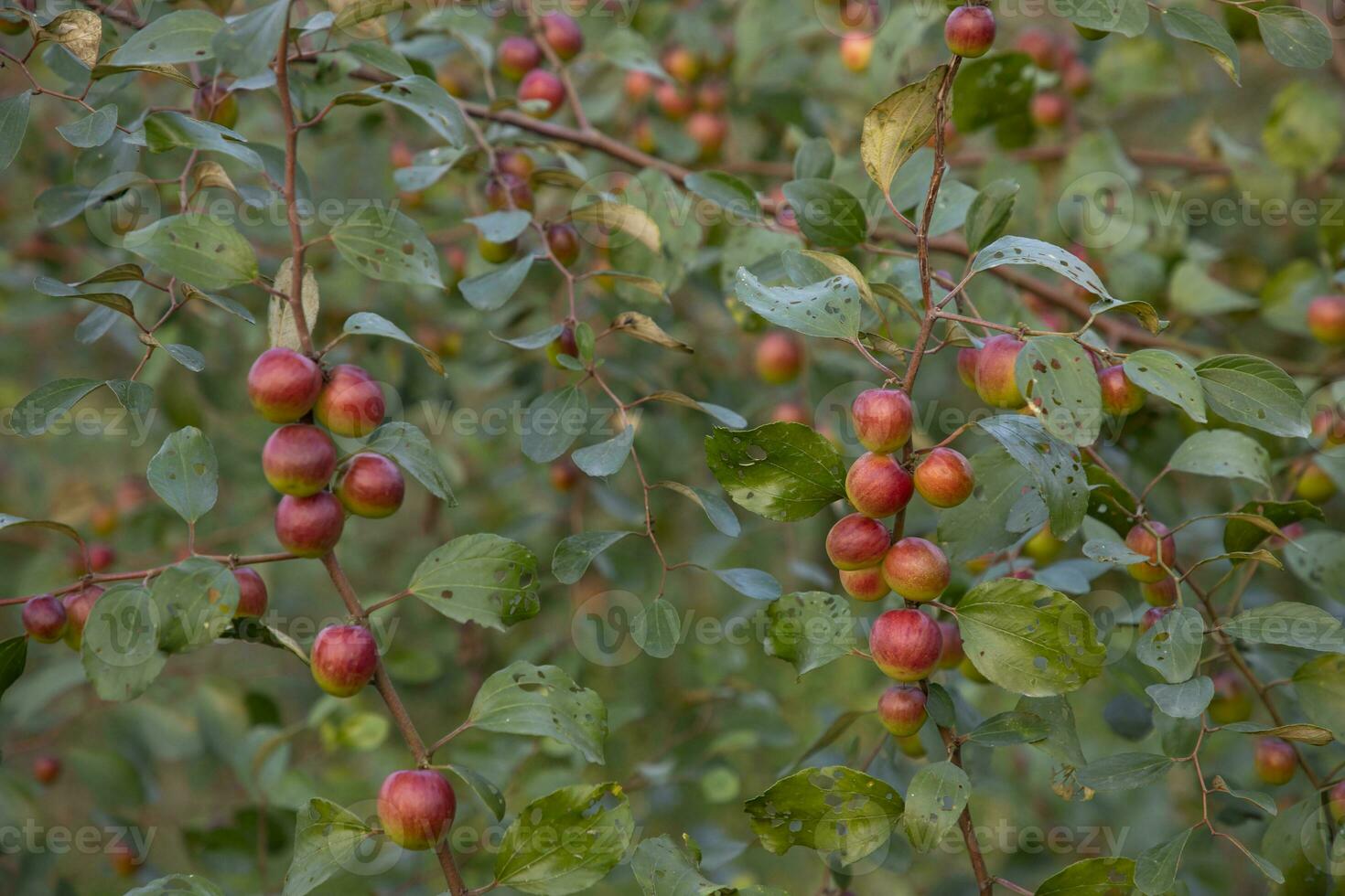 Fruta árbol con inmaduro rojo pastilla frutas o manzana kul boroi en el otoño jardín foto