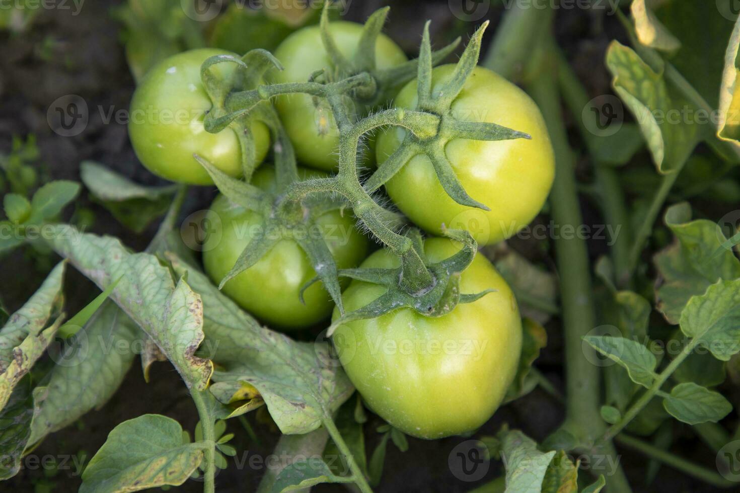 Raw green tomato in the vegetable garden tree photo