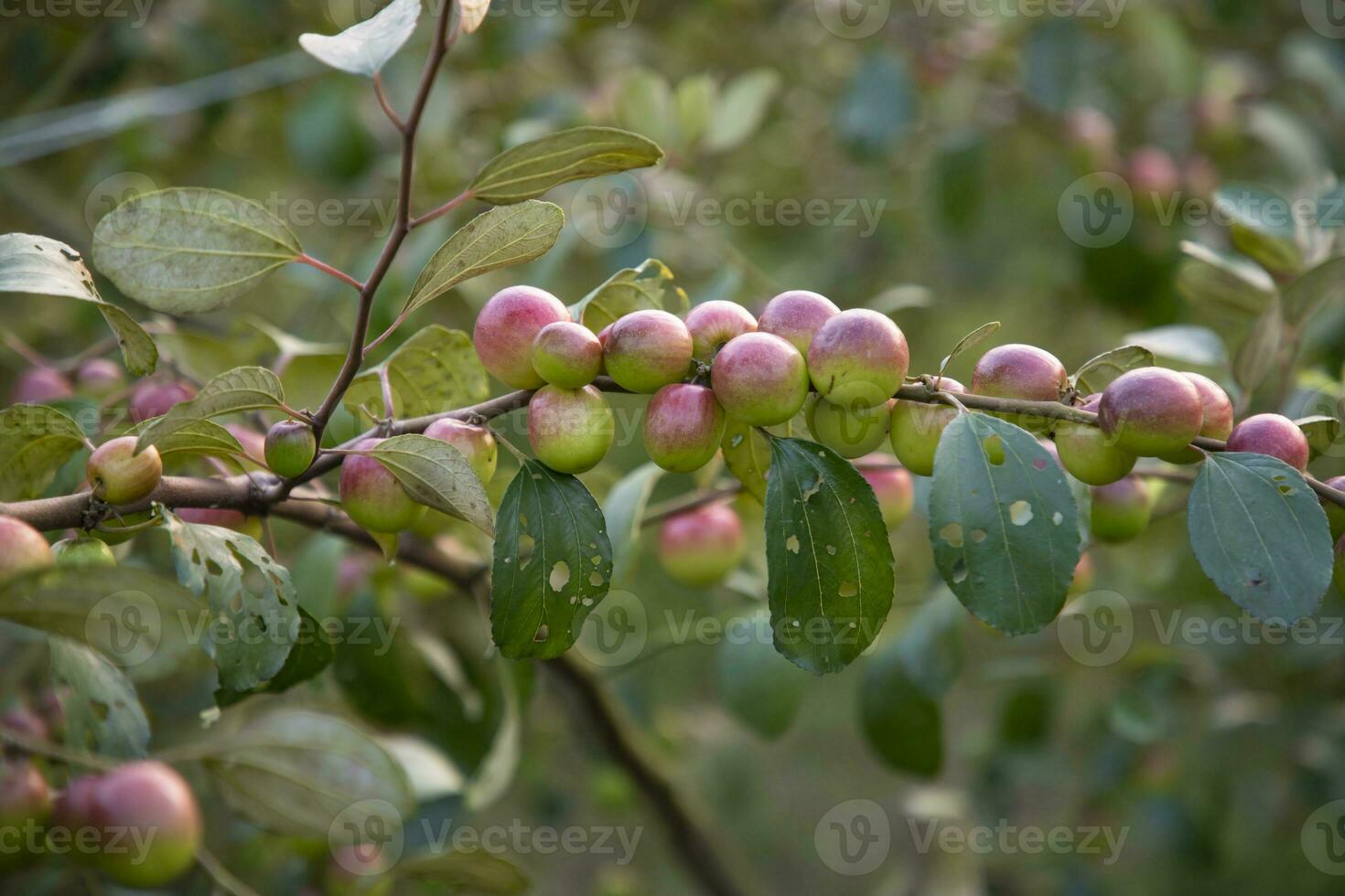 frutos rojos de azufaifo o manzana kul boroi en una rama en el jardín. poca profundidad de campo foto