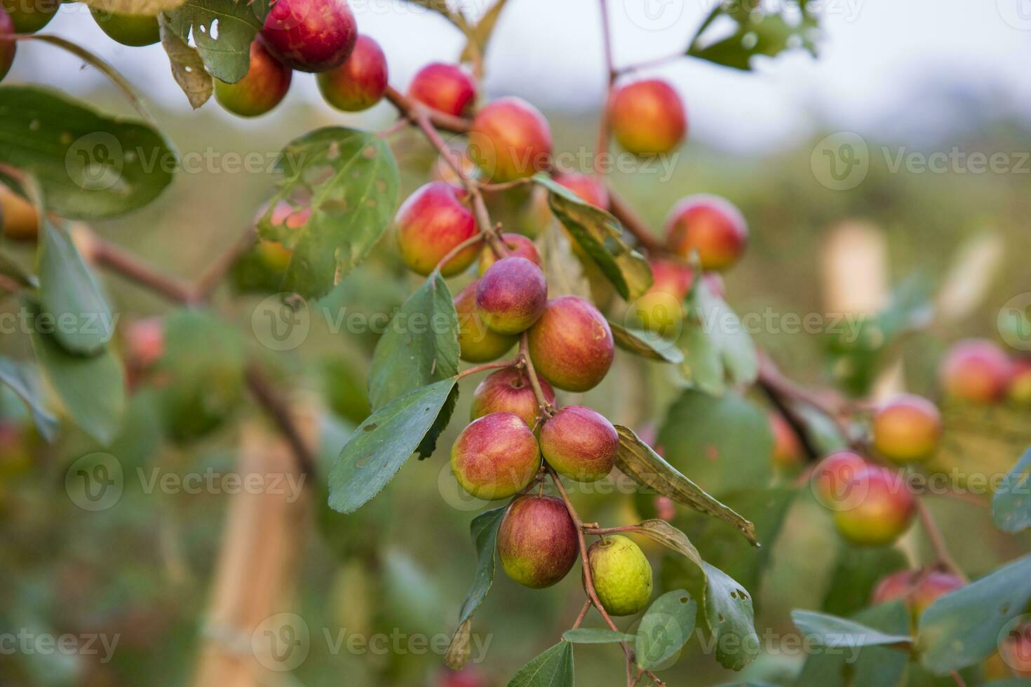 Fruit tree with unripe Red jujube fruits or apple kul boroi  in the autumn garden photo